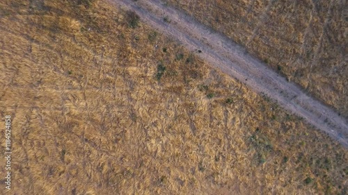 Aerial shot of a wide autumn field with a dirt road, filmed from a drone as it descends. photo