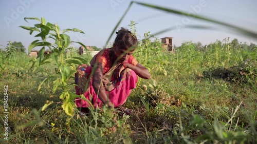 Young Indian woman collecting peanuts in a rural field