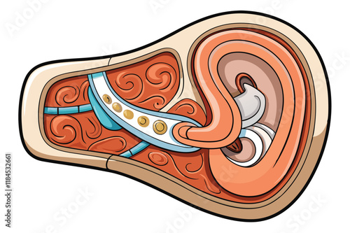 Cross sectional diagram of human ear anatomy highlighting auditory components, perfect for educational use