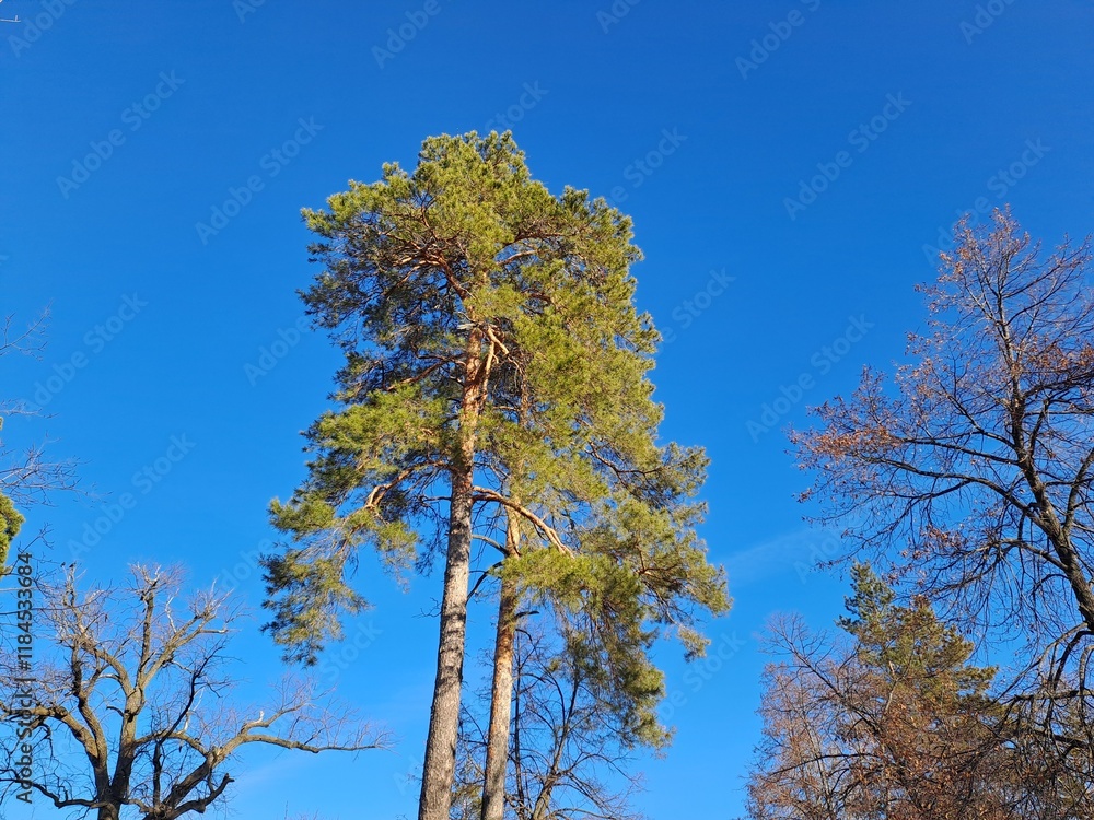 Obraz premium tree and sky