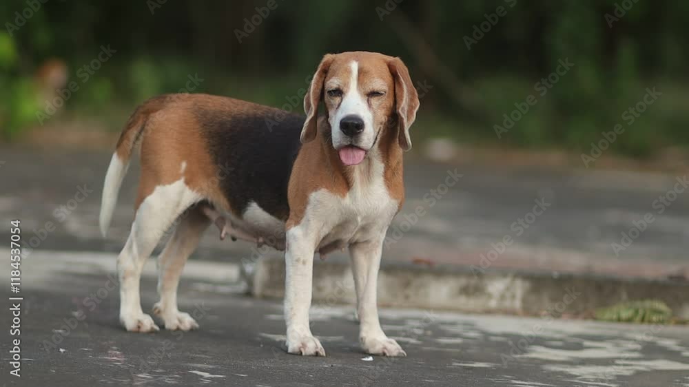 Portrait of a cute beagle dog standing on the road at the park. Portrait of a cute beagle dog standing on the road at the park.