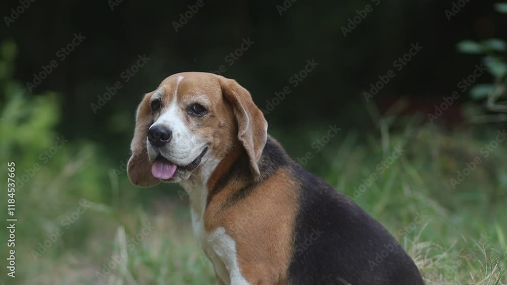Portrait of a cute beagle dog sitting on the grass field Portrait of a cute beagle dog sitting on the grass field