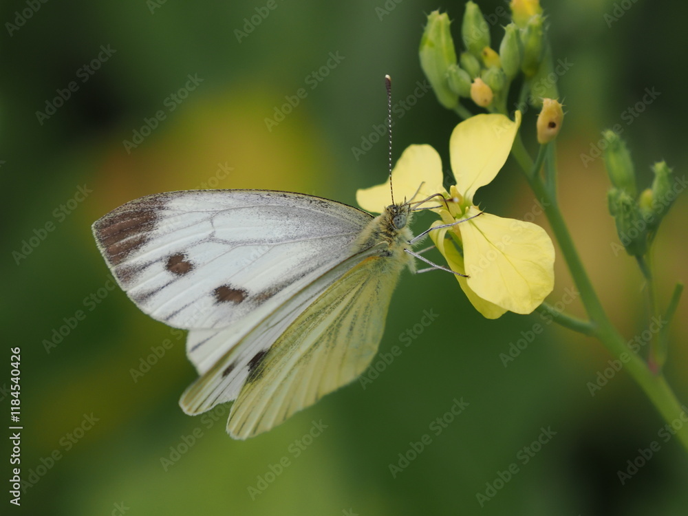 Motyl bielinek bytomkowiec (Pieris napi) na żółtym kwiatku na tle żółtych kwiatów Motyl bielinek bytomkowiec (Pieris napi) na żółtym kwiatku na tle żółtych kwiatów