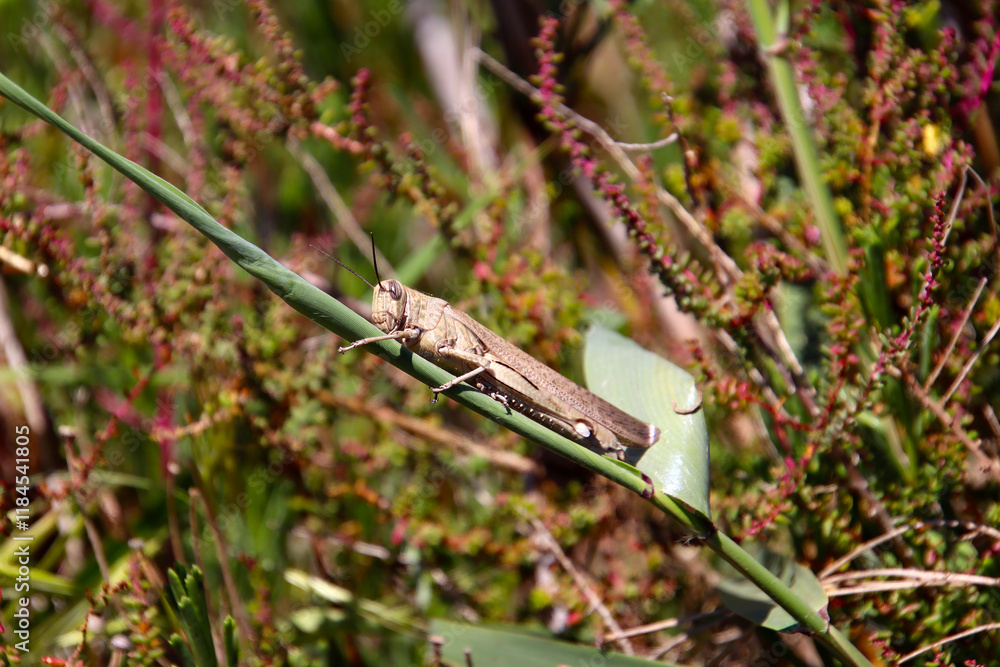 Locust, species of grasshopers that may form swarms of winged adults, Mar Menor, Spain Locust, species of grasshopers that may form swarms of winged adults, Mar Menor, Spain