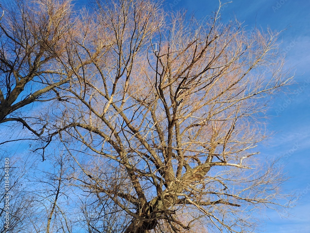 tree and sky tree and sky