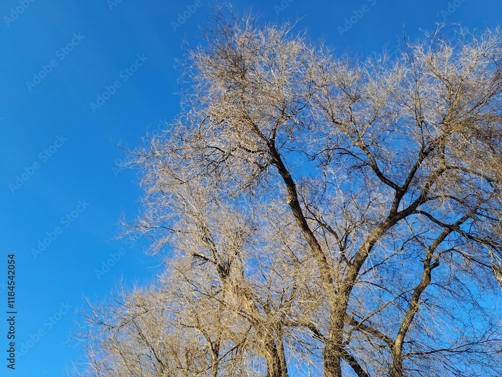 tree and sky tree and sky