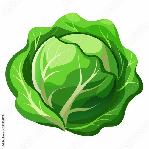 cabbage isolated on white background