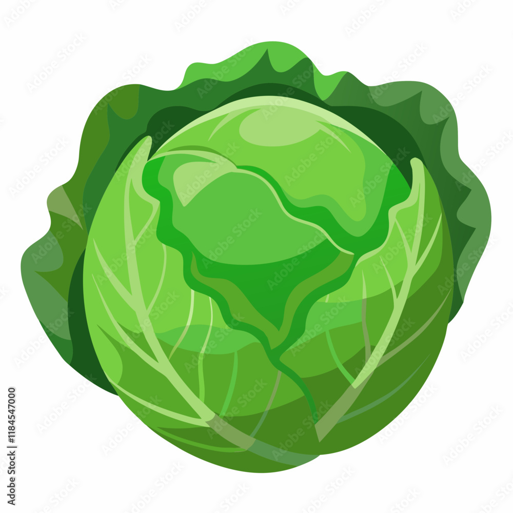cabbage isolated on white background cabbage isolated on white background