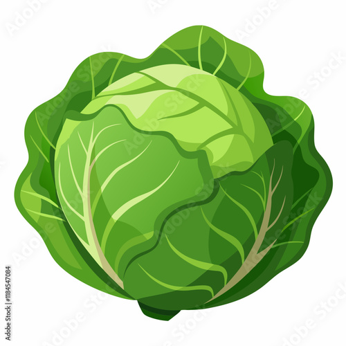 cabbage isolated on white background