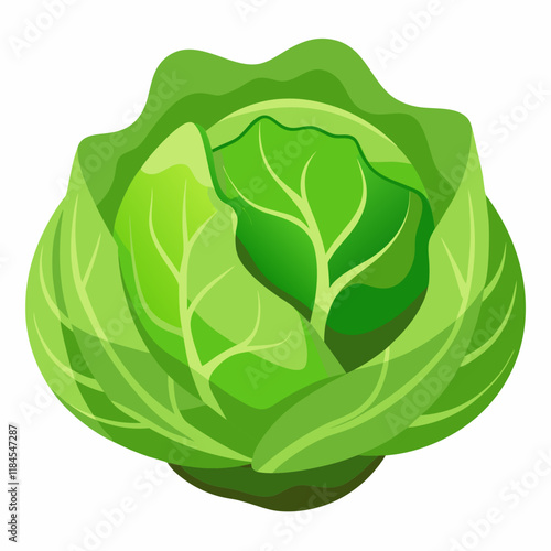 cabbage isolated on white background