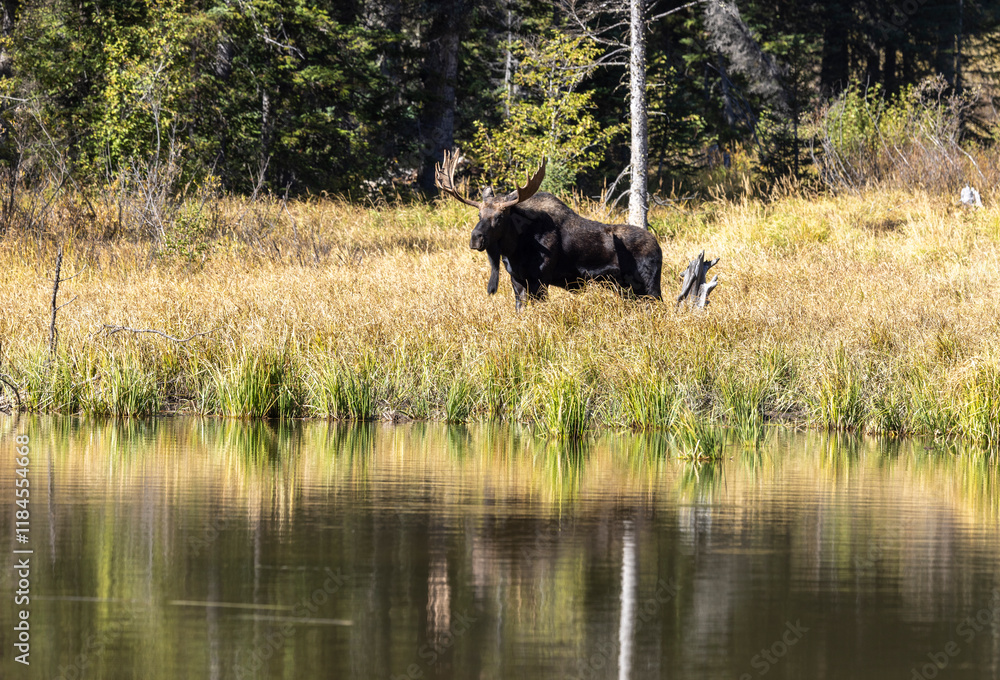 Bull Moose During the Rut in Autumn in Grand Teton National Park Wyoming Bull Moose During the Rut in Autumn in Grand Teton National Park Wyoming