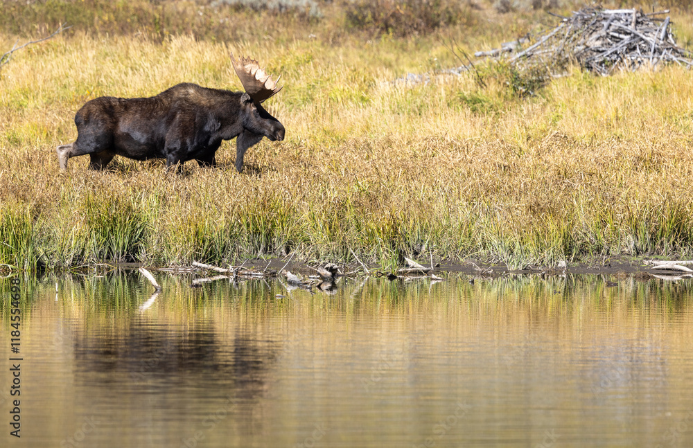 Bull Moose During the Rut in Autumn in Grand Teton National Park Wyoming Bull Moose During the Rut in Autumn in Grand Teton National Park Wyoming