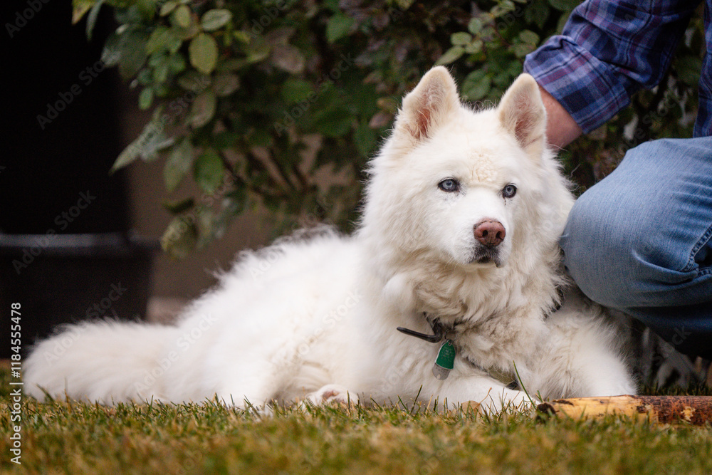 Senior husky dog portrait with long white hair and bright blue eyes penetrating stare Senior husky dog portrait with long white hair and bright blue eyes penetrating stare