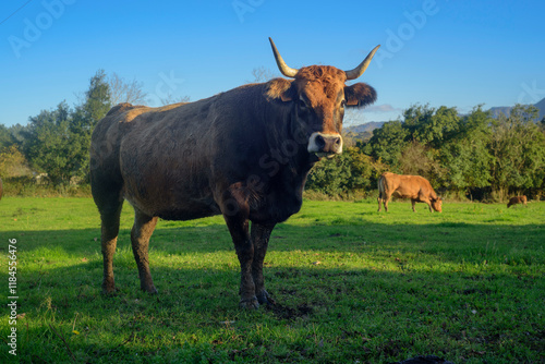 Toro mirando a cámara y vacas pastando en pradera junto a la sierra de Sueve en Asturias photo