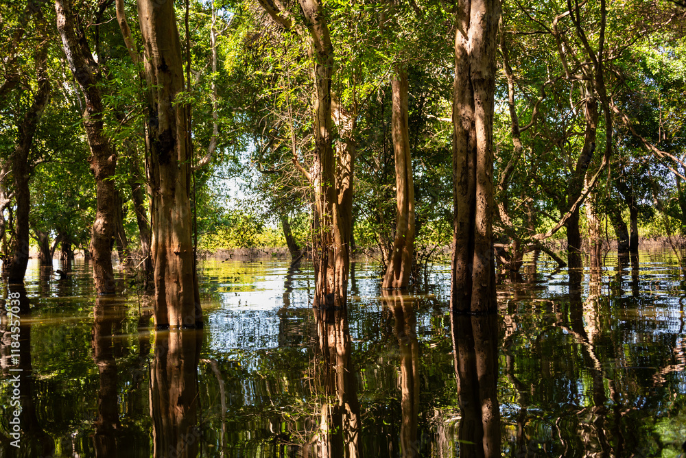 Flooded forest with trees in water in Cambodia Flooded forest with trees in water in Cambodia