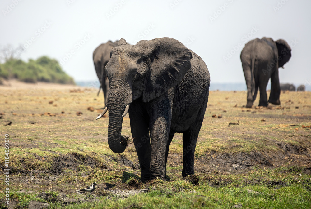 Fototapeta premium African elephant grazing in Chobe National Park in Botswana Africa..