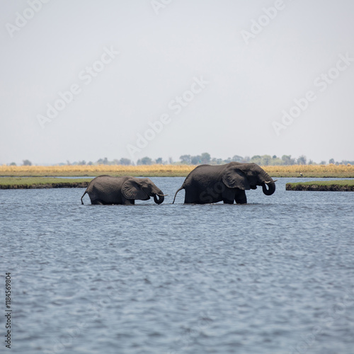 African elephants mother and chikd walking in the water, Chobe river, National Park, Africa, photo