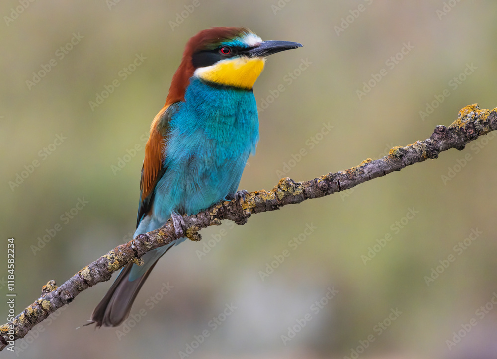 Fototapeta premium Retrato Abejaruco