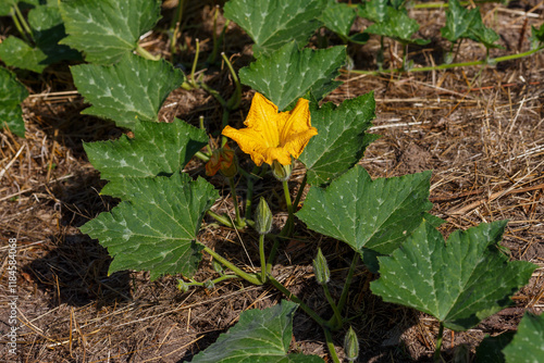 Foto A bee collects nectar on the flowers of pumpkin