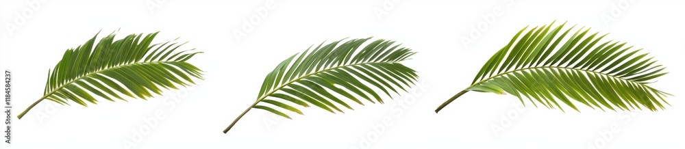 Naklejka premium Palm Fronds Trio: Three vibrant green palm fronds, arranged in a visually appealing composition, showcase the delicate beauty and tropical feel of these elegant leaves. 