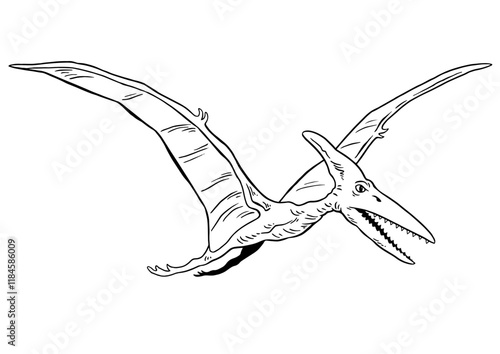 Pterodactyl Line vector Illustration