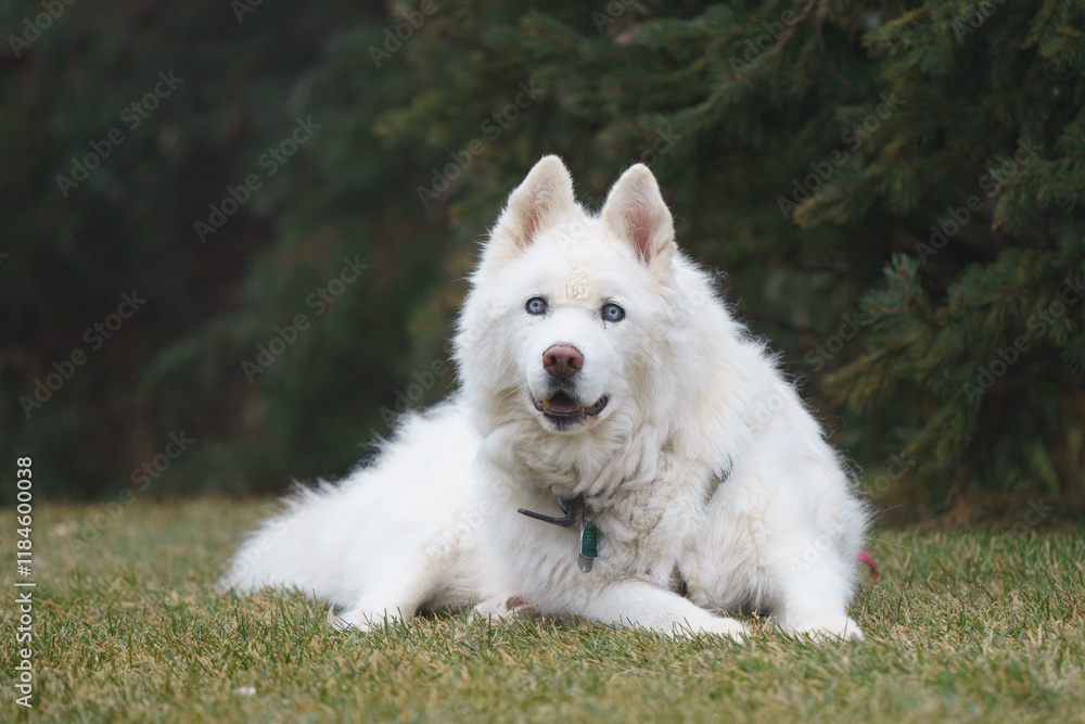 Senior husky dog portrait with long white hair and bright blue eyes penetrating stare Senior husky dog portrait with long white hair and bright blue eyes penetrating stare