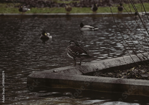 thinking duck photo