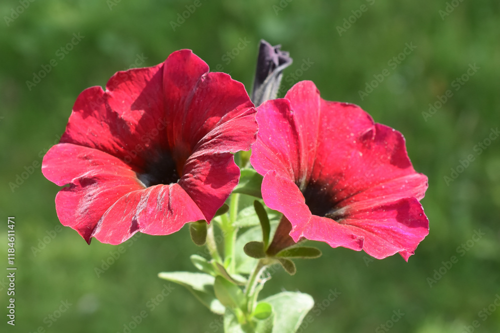 Close up on red Petunia flowers on green background Close up on red Petunia flowers on green background