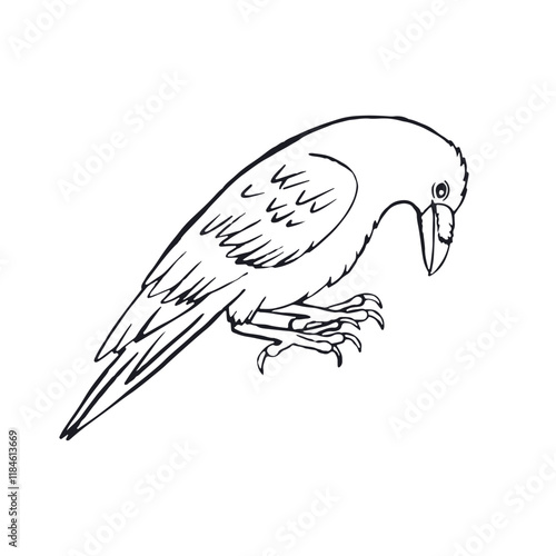 Hand drawn inky sketch style raven or crow isolated on white background. Mystic black and white bird walking