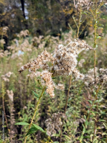 Fluffy fuzzy goldenrod flower seed head found in fall North Carolina park garden photo