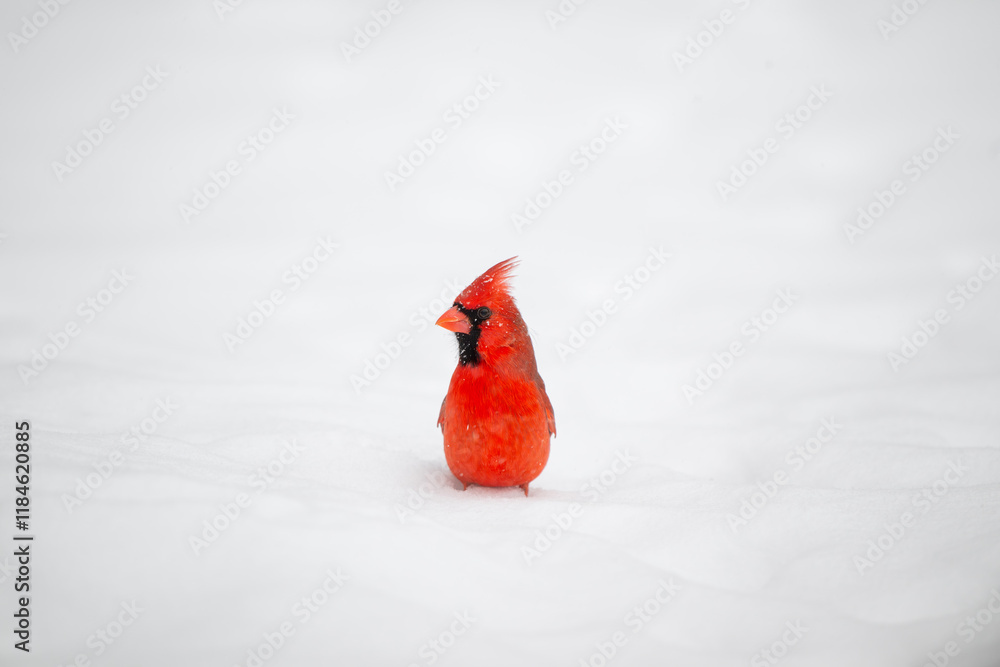 Northern cardinal in the snow