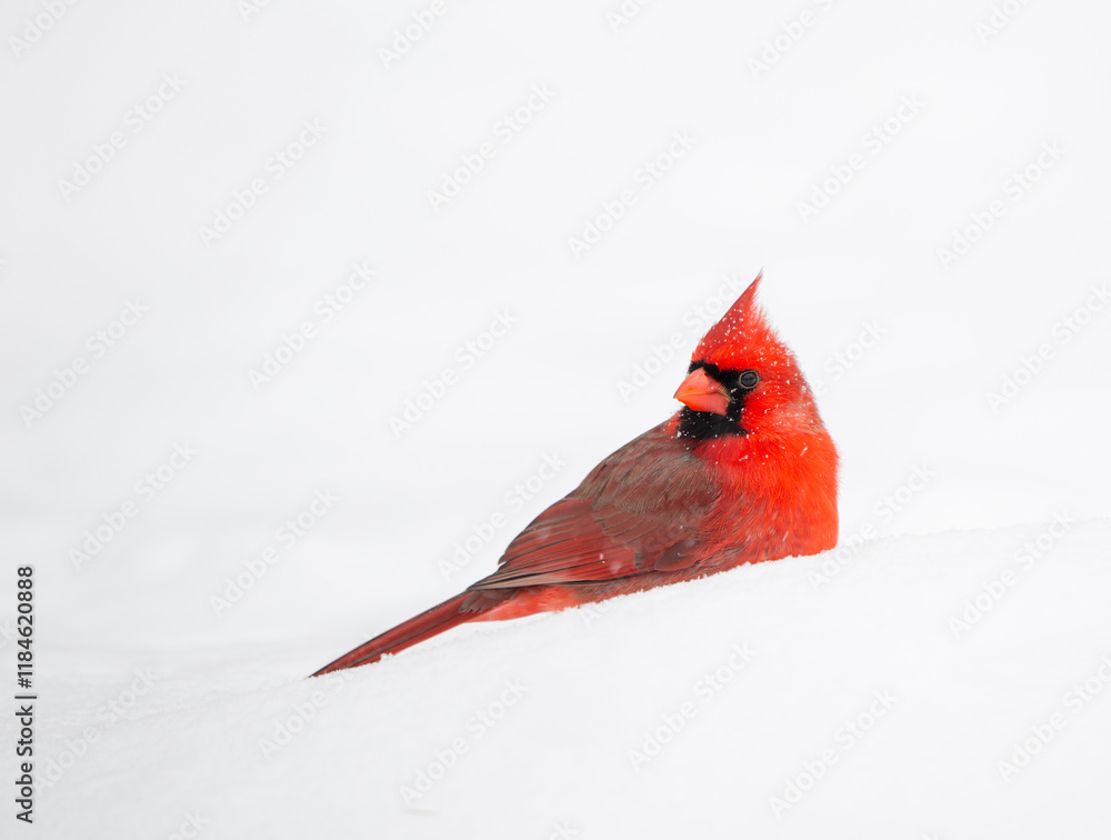 Northern cardinal in the snow