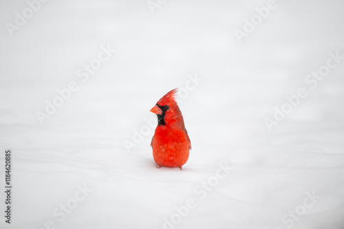 Obraz na płótnie Northern cardinal in the snow w salonie