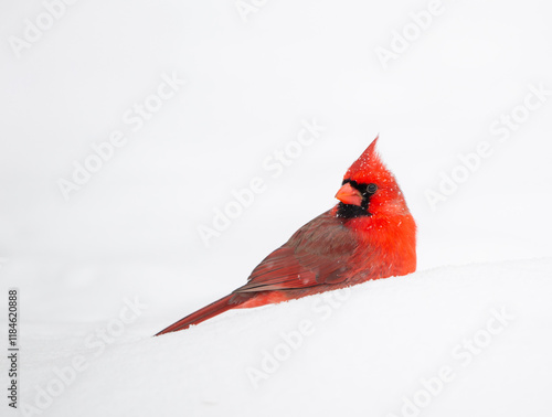Obraz na płótnie Northern cardinal in the snow w salonie