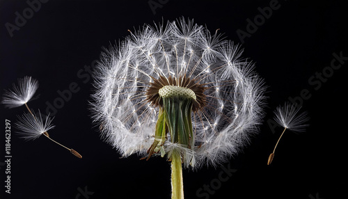 near up of dandelion missing seed heads towards a black background