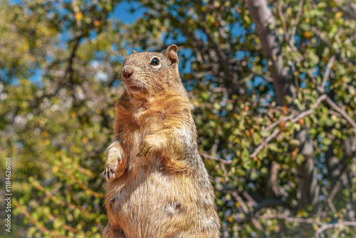 Squirrel at the Grand Canyon 