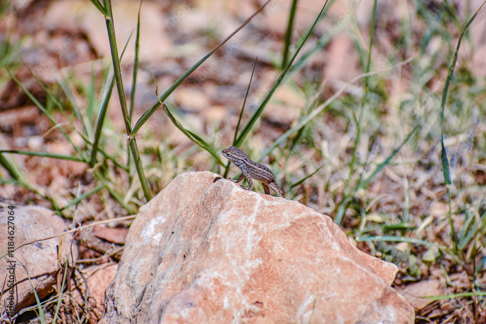 Strange Lizard on a rock at the Grand Canyon Strange Lizard on a rock at the Grand Canyon