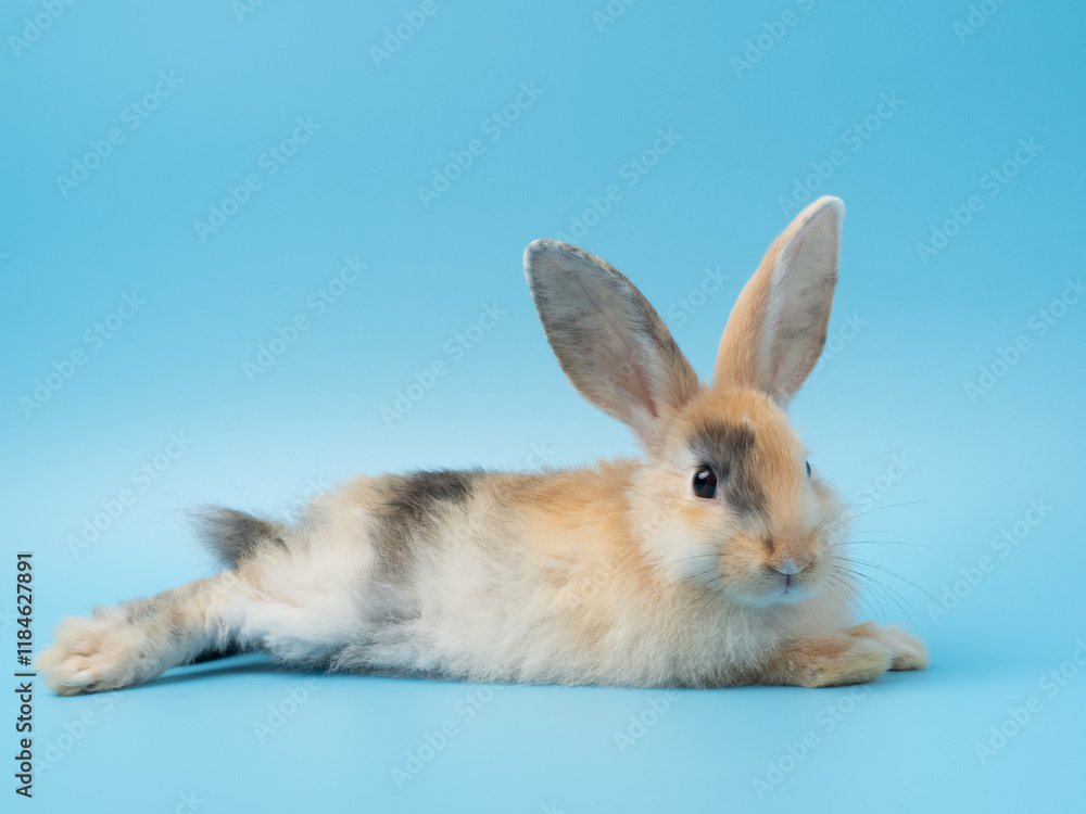 Fototapeta premium Baby cute rabbit with tri-colored fur lie down on blue background. Baby rabbit pet is adorable.