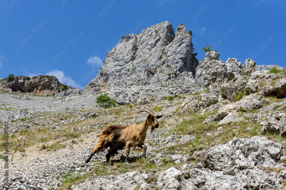 Ziege läuft auf einem Berg. Bergziege mit Hörnern auf den Picos de Europa Ziege läuft auf einem Berg. Bergziege mit Hörnern auf den Picos de Europa
