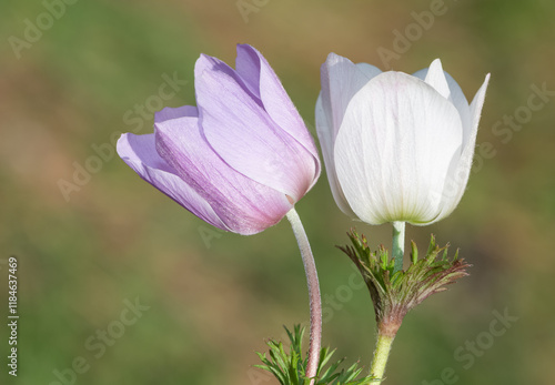 wild plants. Photos of anemone in various colors.