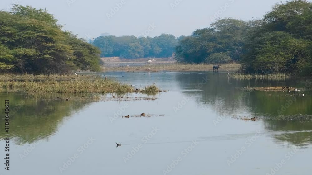 view of a lake in Sultanpur National Park, Haryana, India, migratory birds in the lake view of a lake in Sultanpur National Park, Haryana, India, migratory birds in the lake