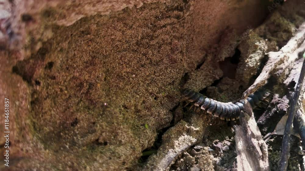 Caterpillar species giant centipede crawls along loose ground with twigs and pieces of tree bark, macro video. Long worm moves along wet sand Caterpillar species giant centipede crawls along loose ground with twigs and pieces of tree bark, macro video. Long worm moves along wet sand