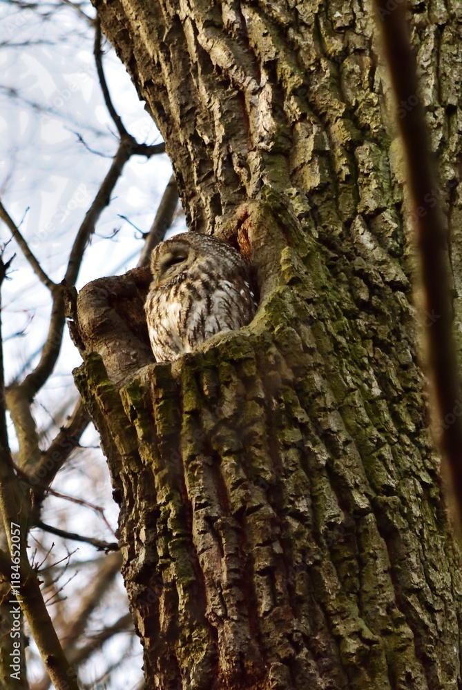 Waldkauz (Strix aluco) im Winter, vertikal Waldkauz (Strix aluco) im Winter, vertikal