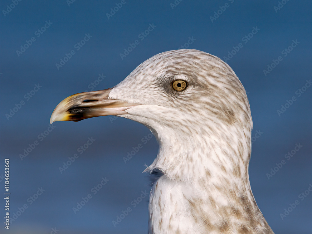 Herring Gull, Larus argentatus, 1st winter plumage bird portrait. Herring Gull, Larus argentatus, 1st winter plumage bird portrait.