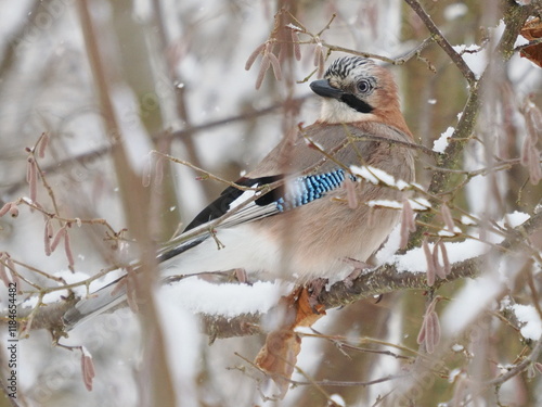 Sójka (Garrulus glandarius) ukryta wśród gałęzi leszczyny photo