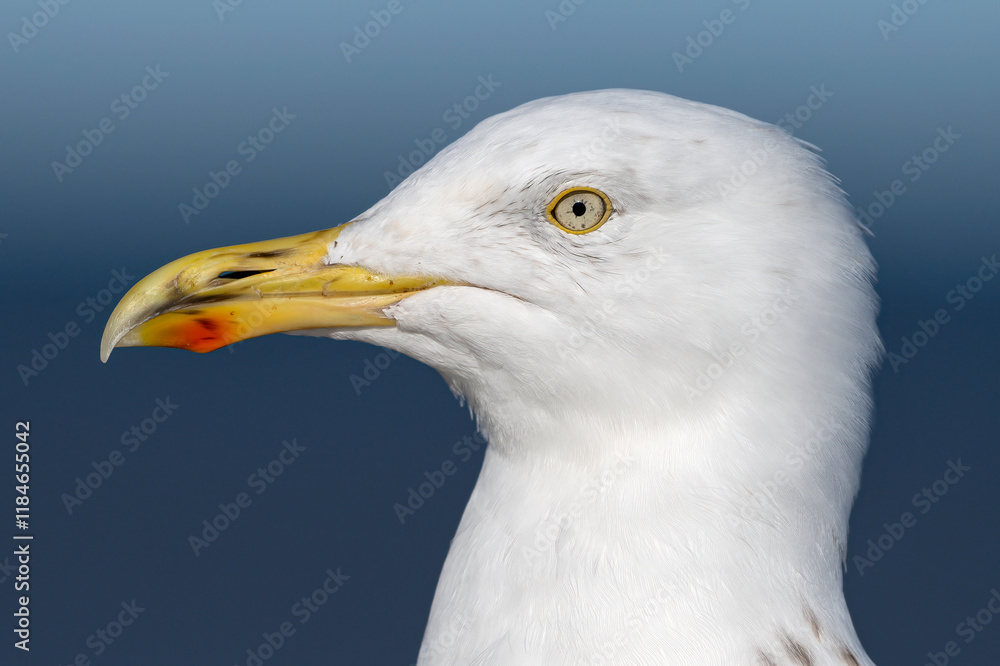 Herring Gull, Larus argentatus, adult summer plumage portrait Herring Gull, Larus argentatus, adult summer plumage portrait