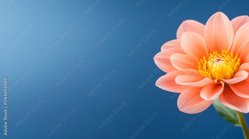 Fototapeta premium Close-up Photo: Delicate Peach Dahlia Blooms Softly Against a Vibrant Blue Background. AI Generated
