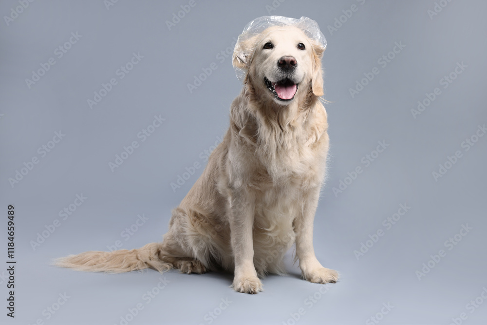 Cute funny dog with shower cap on grey background Cute funny dog with shower cap on grey background