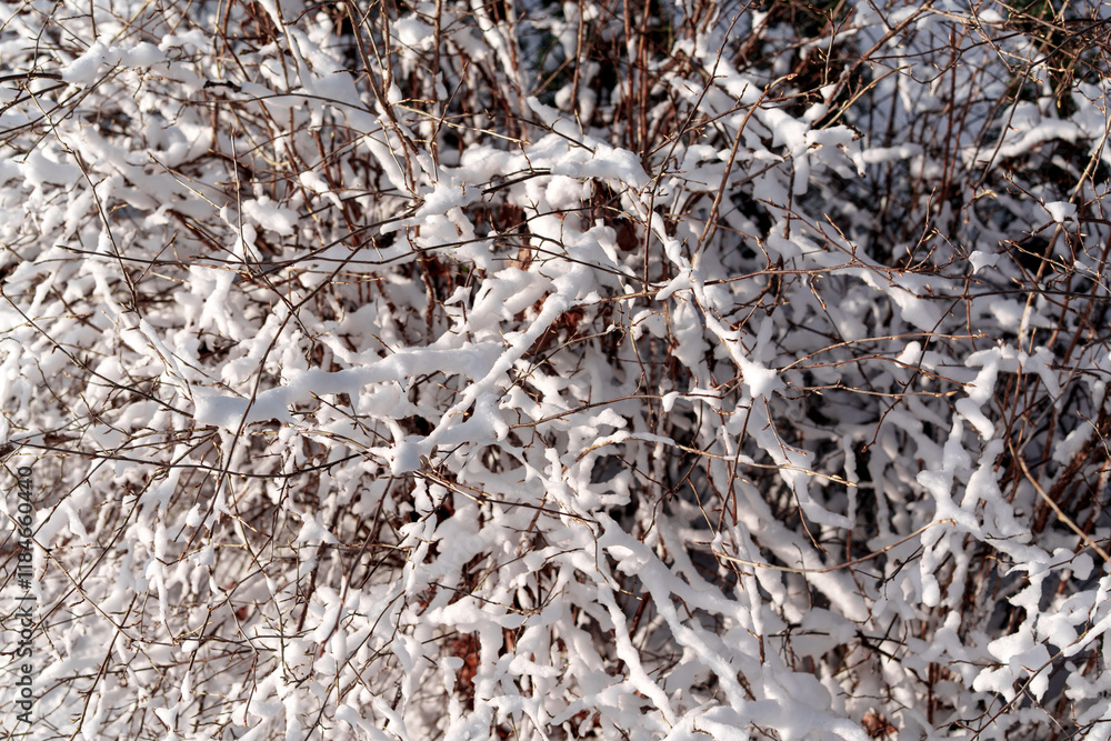 A bush covered in snow in the evening sun A bush covered in snow in the evening sun