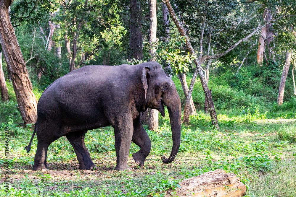 Fototapeta premium Close up shot taken of an elephant on it's musth or must period in a forest